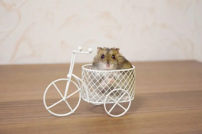 handsome hamster in a white tricycle basket toy bike